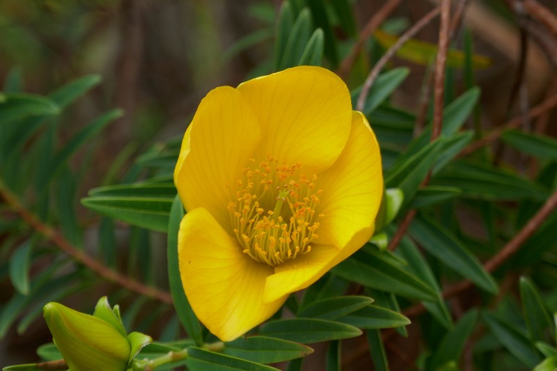 Hypericum lanceolatum subsp. lanceolatum photo 5