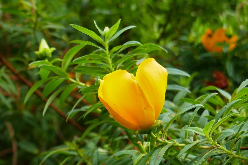 Hypericum lanceolatum subsp. lanceolatum photo 6