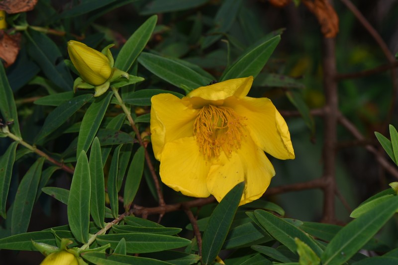Hypericum lanceolatum subsp. lanceolatum photo 7