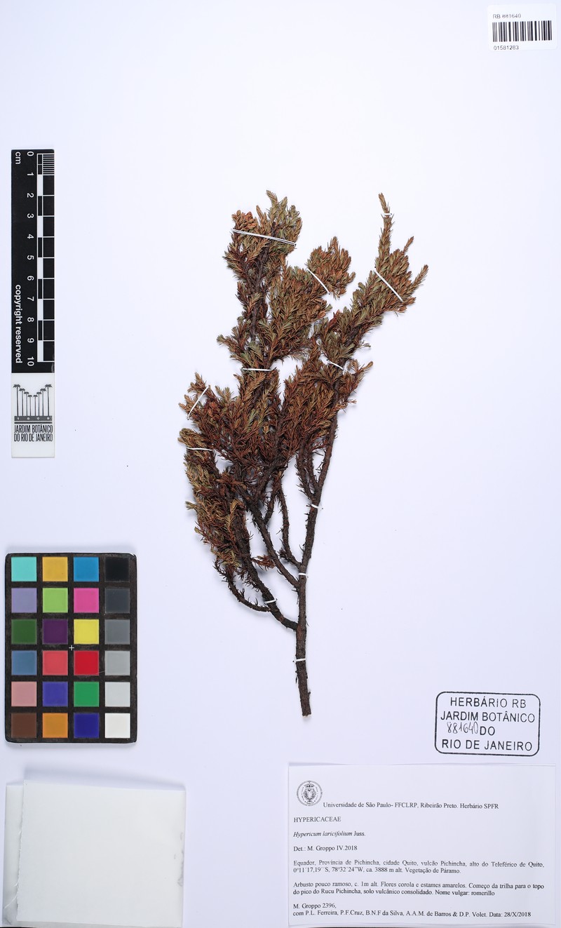Hypericum lancifolium