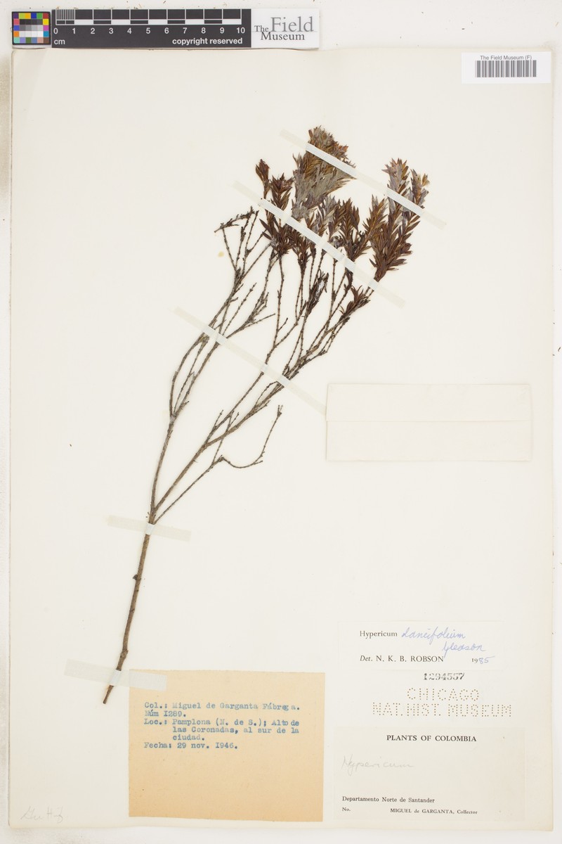 Hypericum lancifolium photo 2