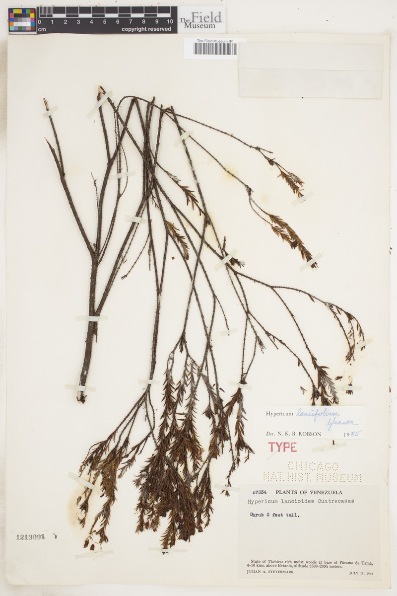 Hypericum lancifolium photo 3