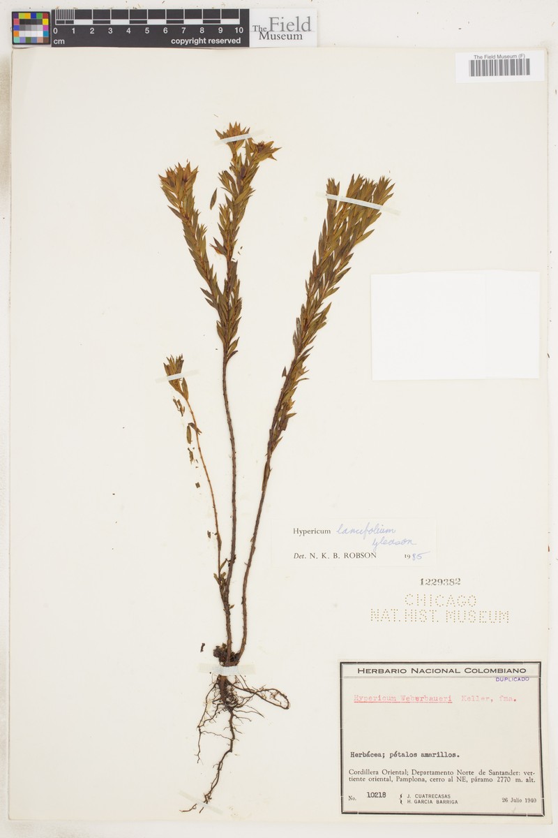 Hypericum lancifolium photo 5