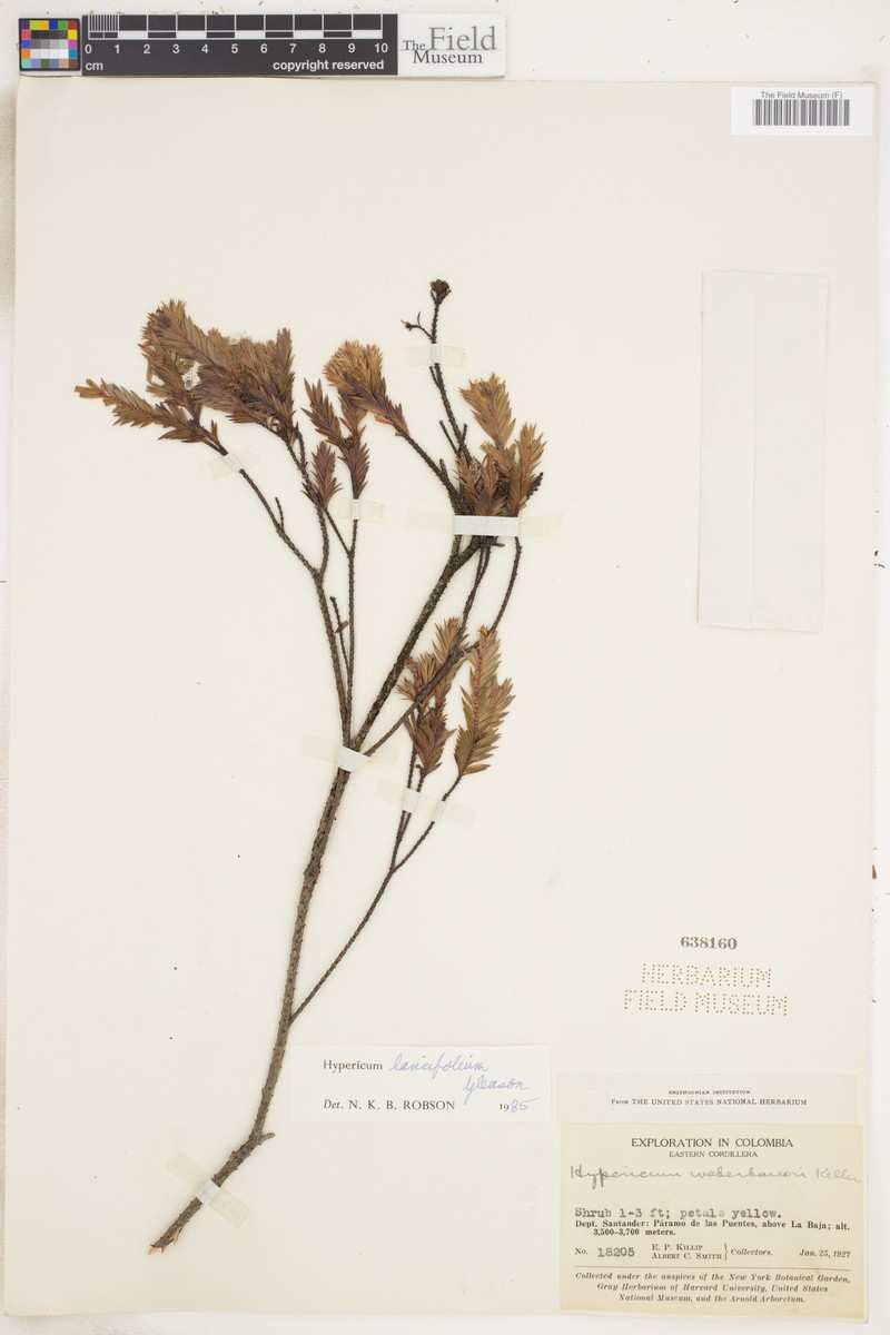 Hypericum lancifolium photo 6