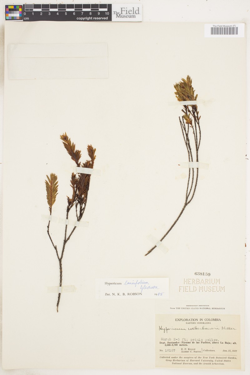 Hypericum lancifolium photo 7