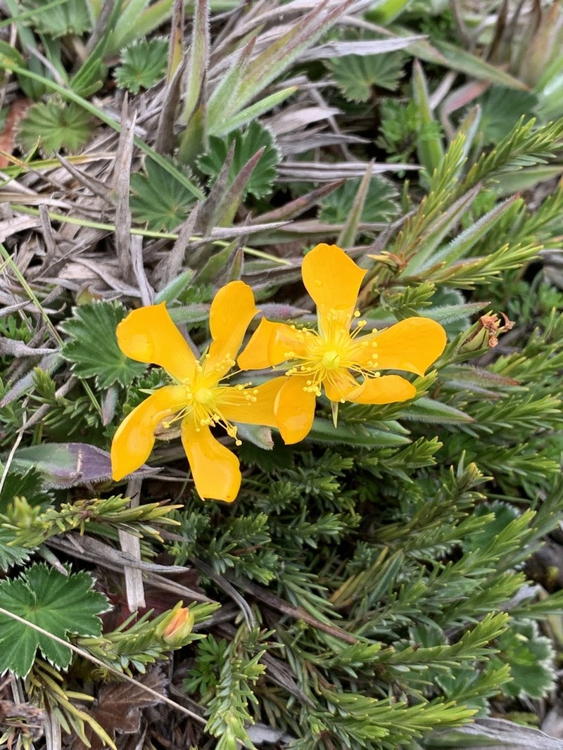 Hypericum lancioides photo 2