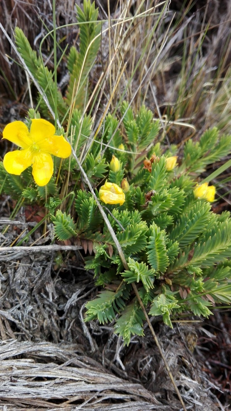 Hypericum lancioides photo 3