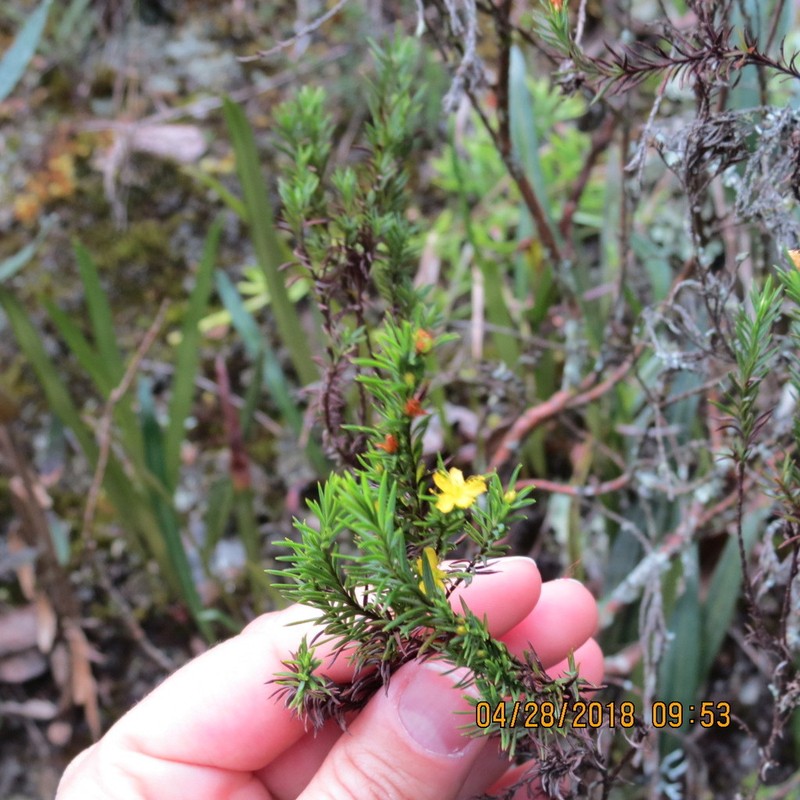 Hypericum lancioides photo 4