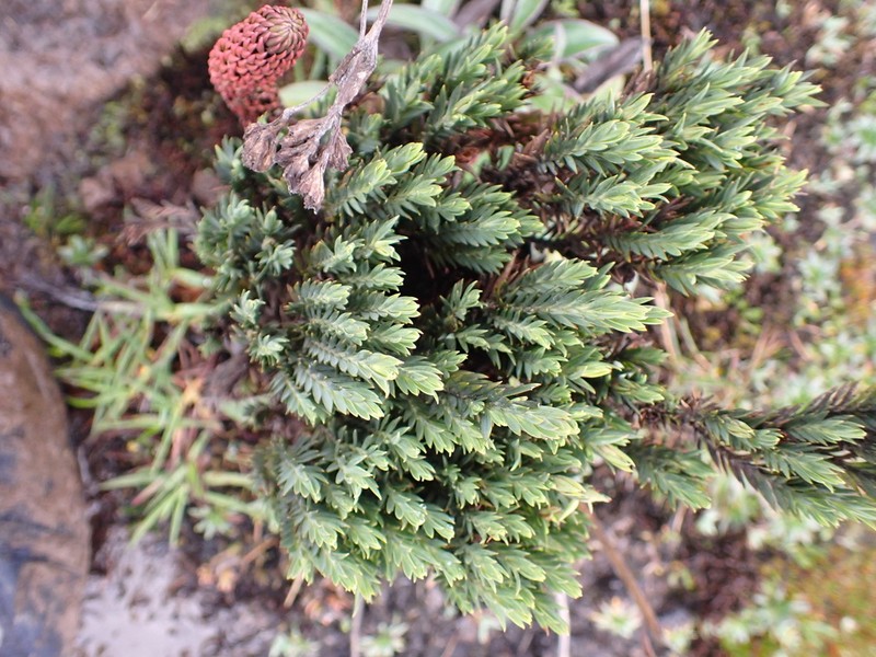 Hypericum lancioides photo 5
