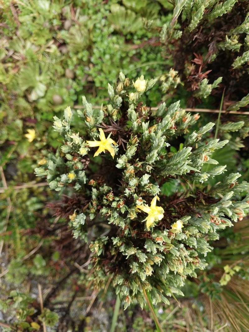 Hypericum lancioides photo 6