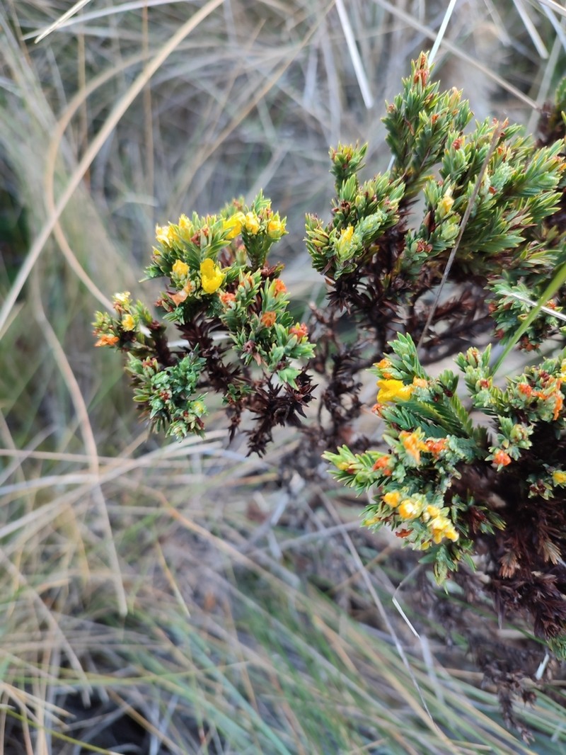 Hypericum lancioides photo 7