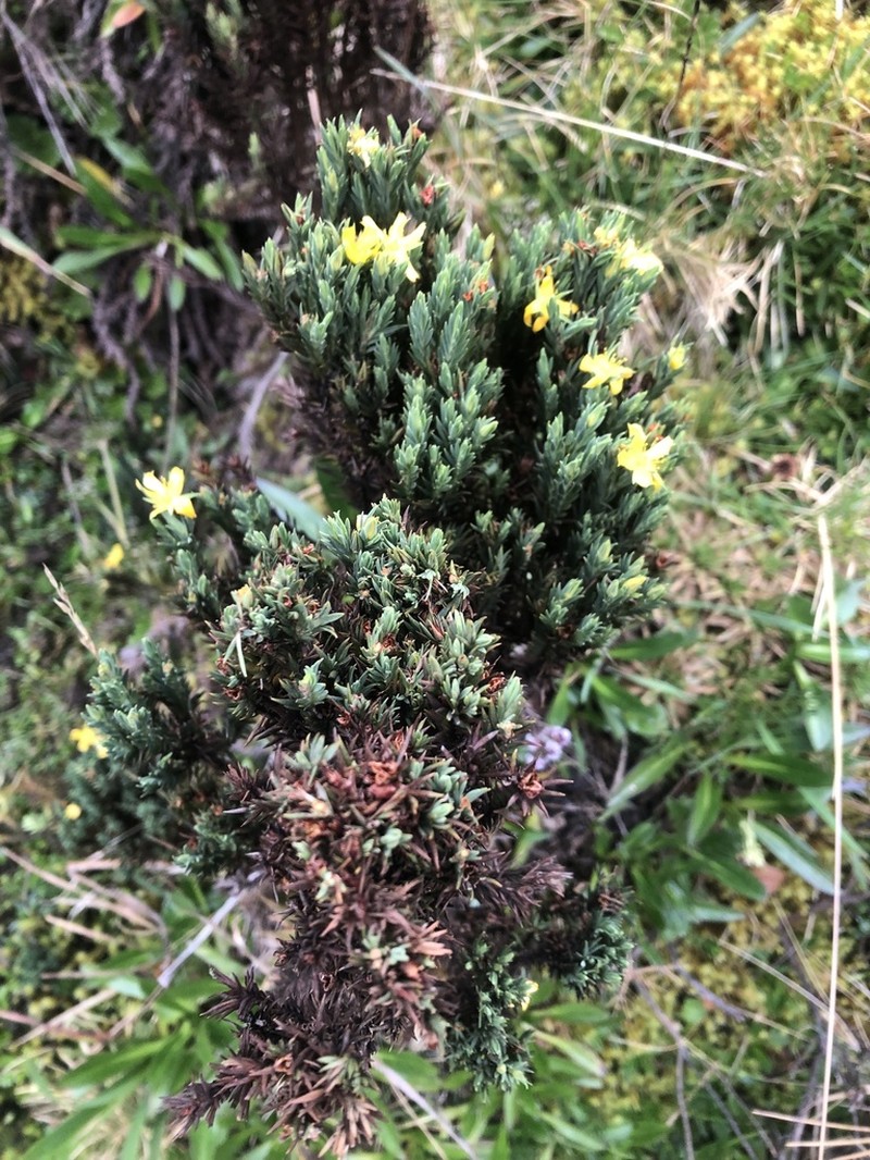 Hypericum lancioides photo 8