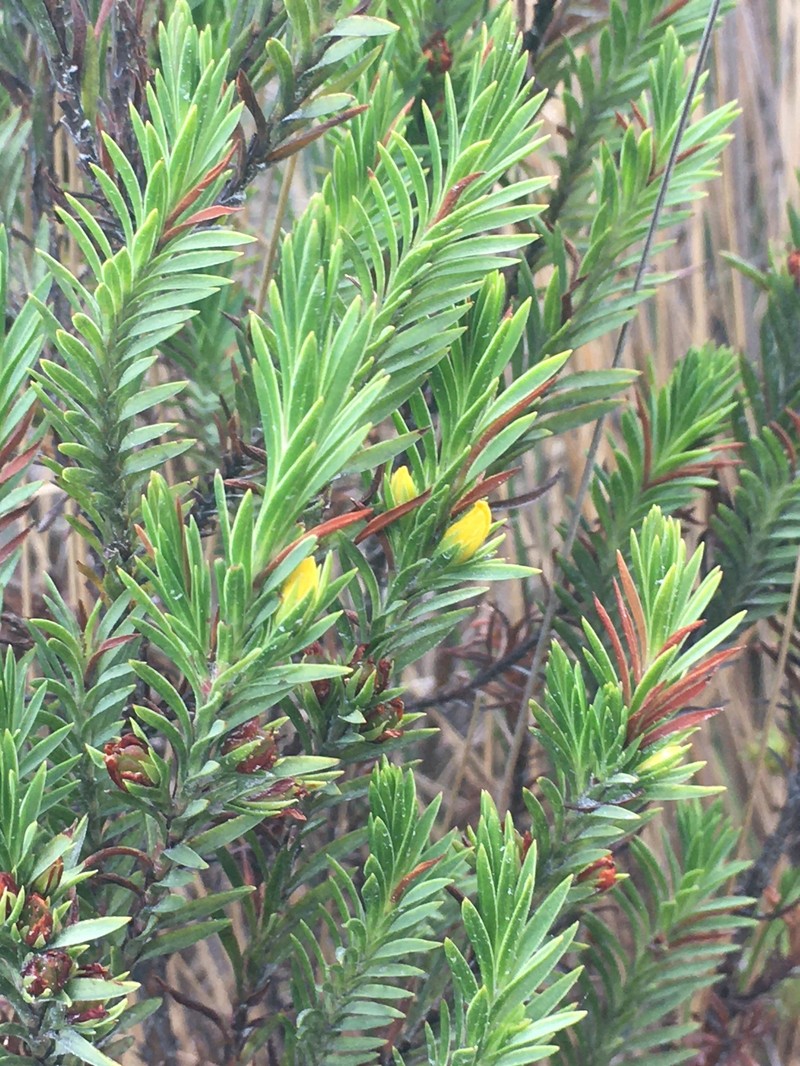Hypericum lancioides subsp. congestiflorum