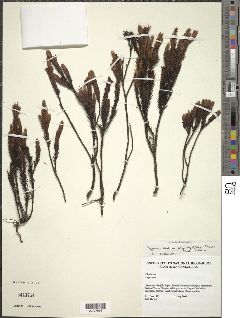 Hypericum lancioides subsp. congestiflorum photo 2