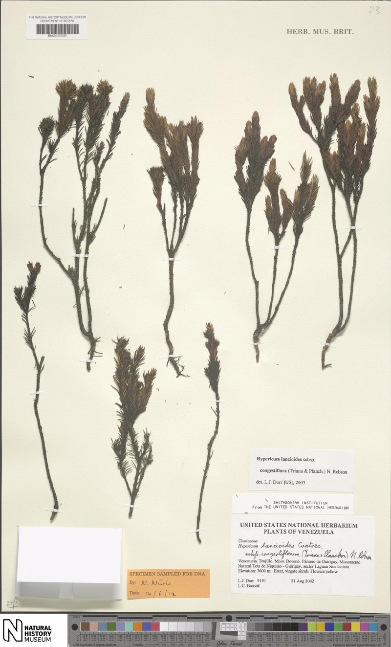 Hypericum lancioides subsp. congestiflorum photo 3