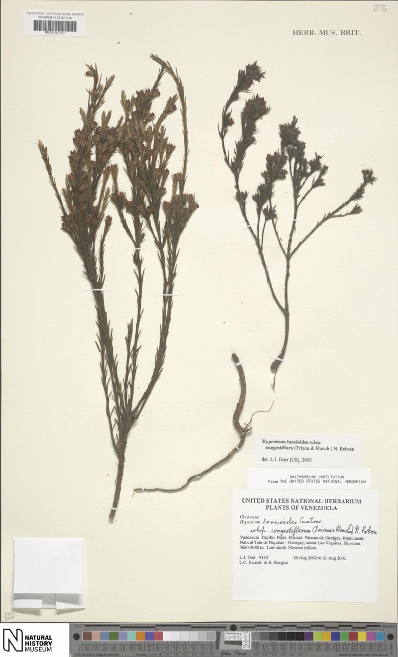 Hypericum lancioides subsp. congestiflorum photo 4