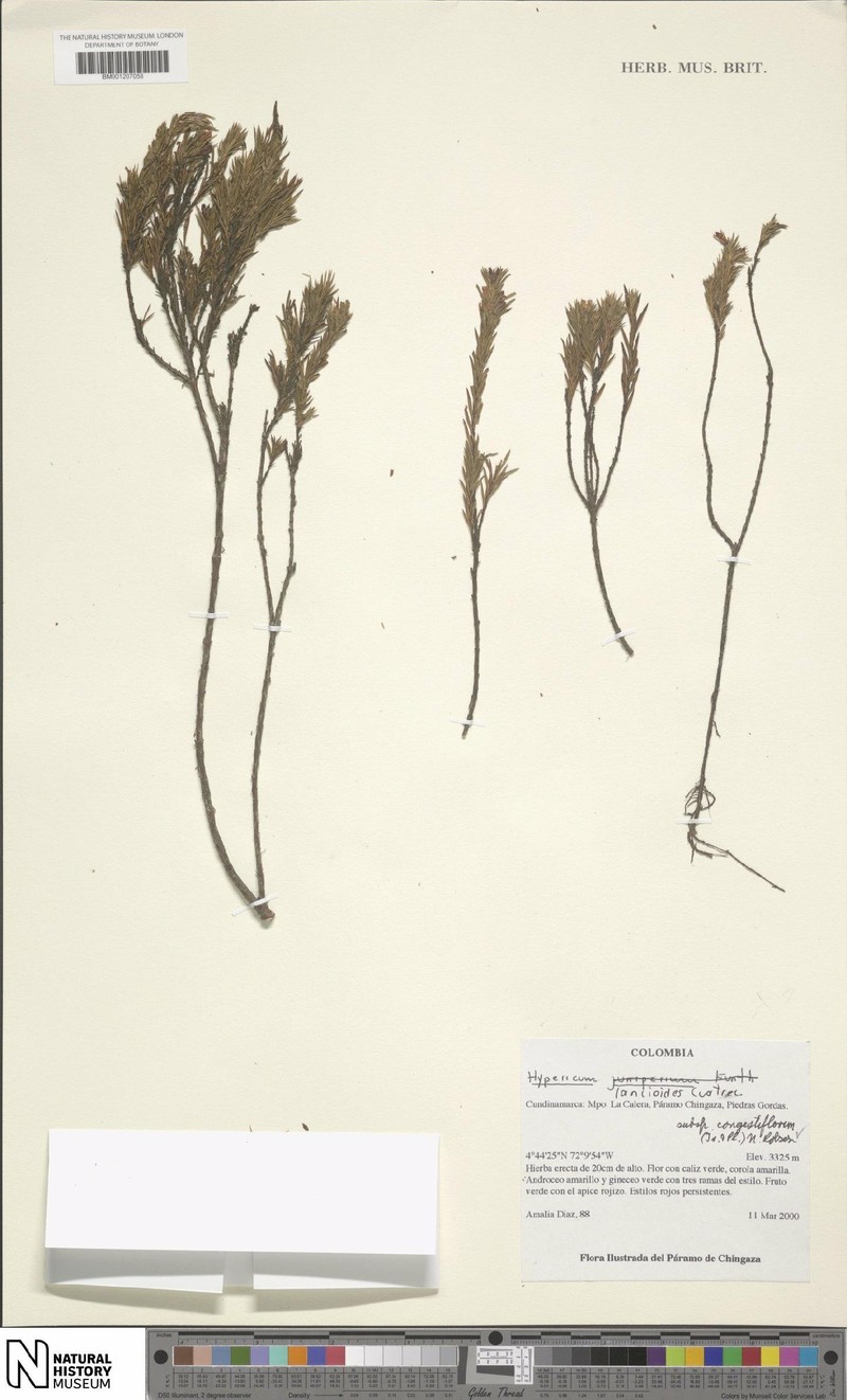 Hypericum lancioides subsp. congestiflorum photo 5