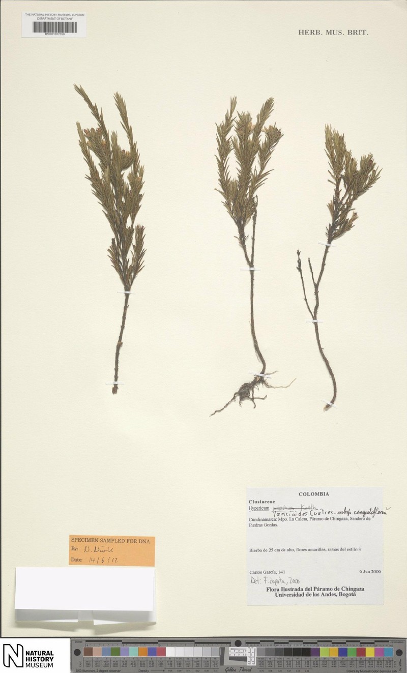 Hypericum lancioides subsp. congestiflorum photo 6