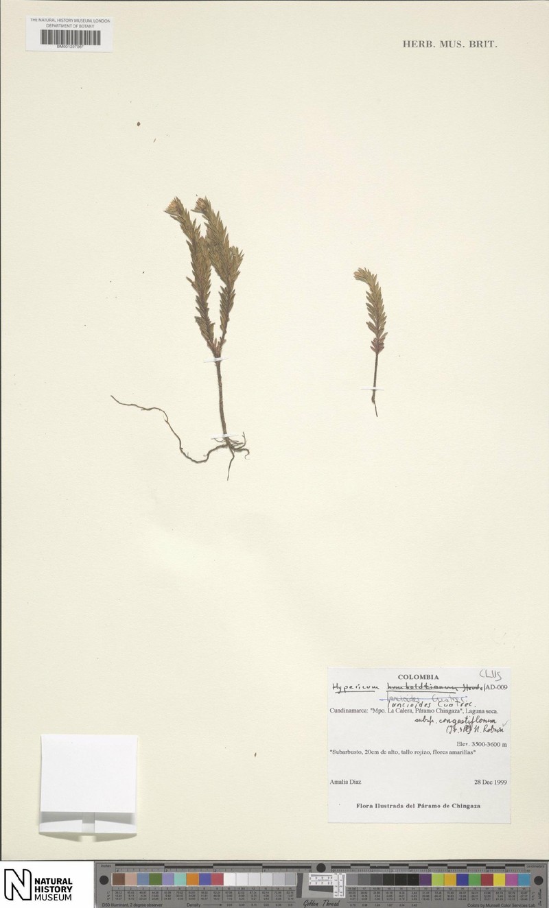 Hypericum lancioides subsp. congestiflorum photo 7