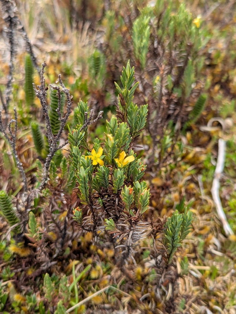 Hypericum lancioides subsp. lancioides