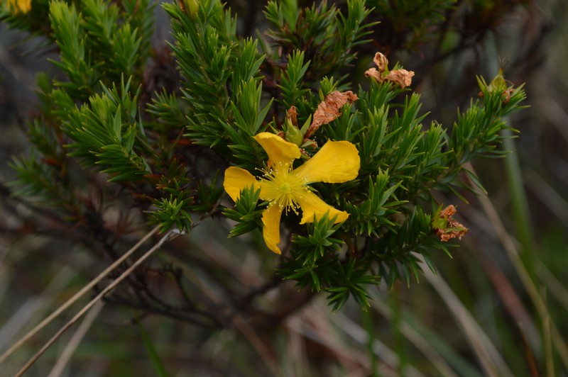 Hypericum lancioides subsp. lancioides photo 2