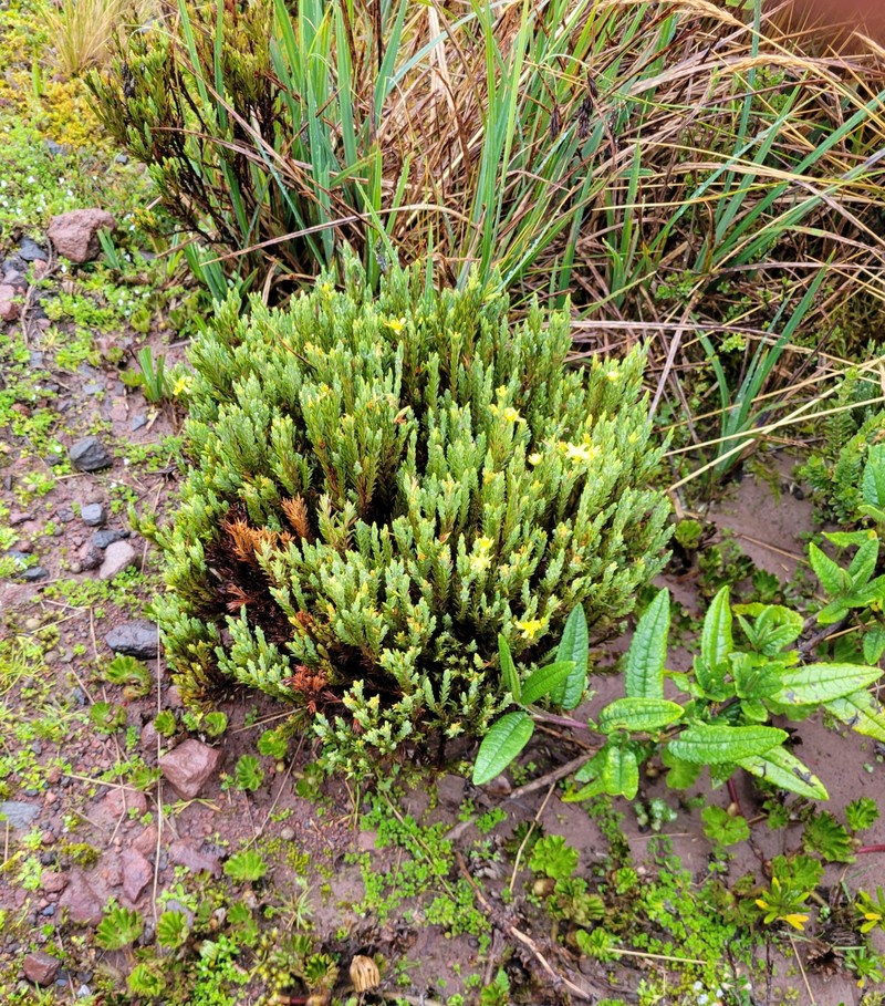 Hypericum lancioides subsp. lancioides photo 3