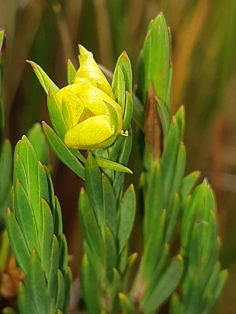 Hypericum lancioides subsp. lancioides photo 4