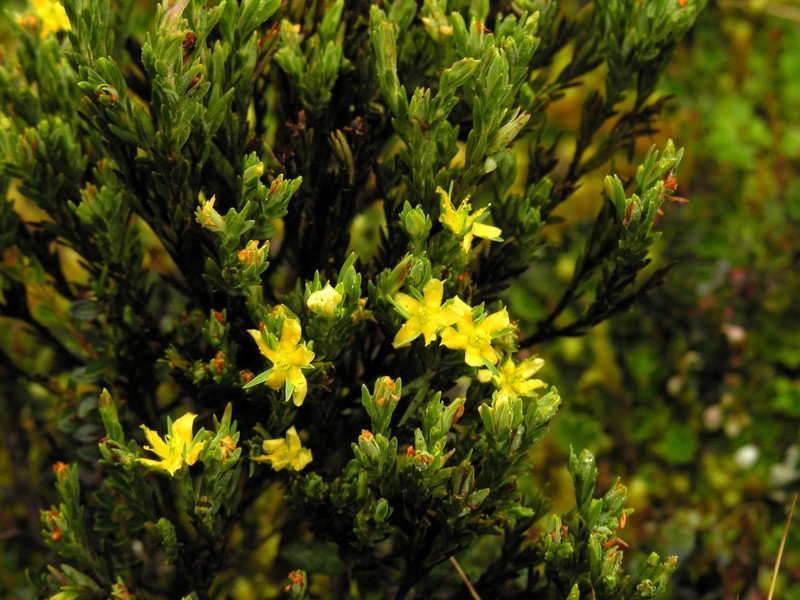 Hypericum lancioides subsp. lancioides photo 5