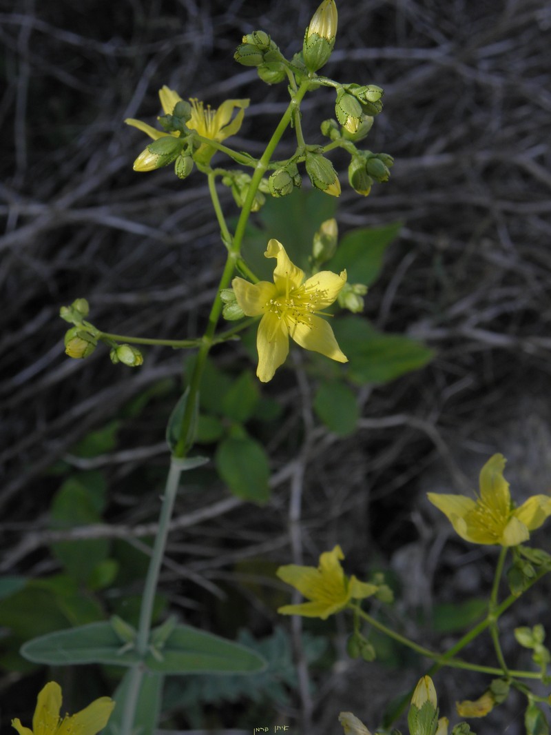 Hypericum lanuginosum