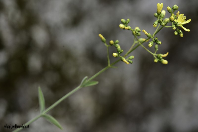 Hypericum lanuginosum photo 2