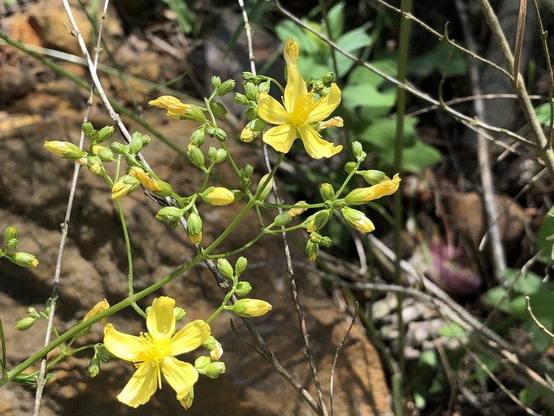 Hypericum lanuginosum photo 3
