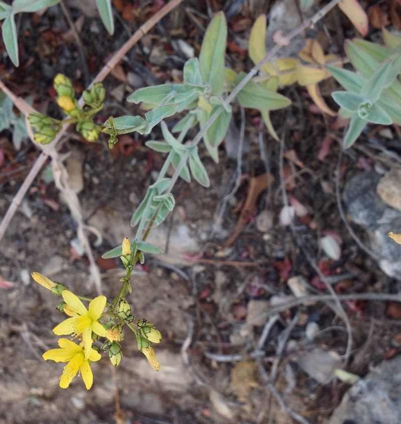 Hypericum lanuginosum photo 4