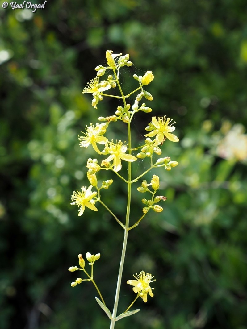 Hypericum lanuginosum photo 5