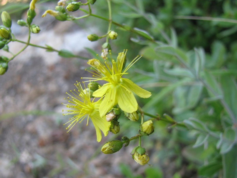 Hypericum lanuginosum photo 6
