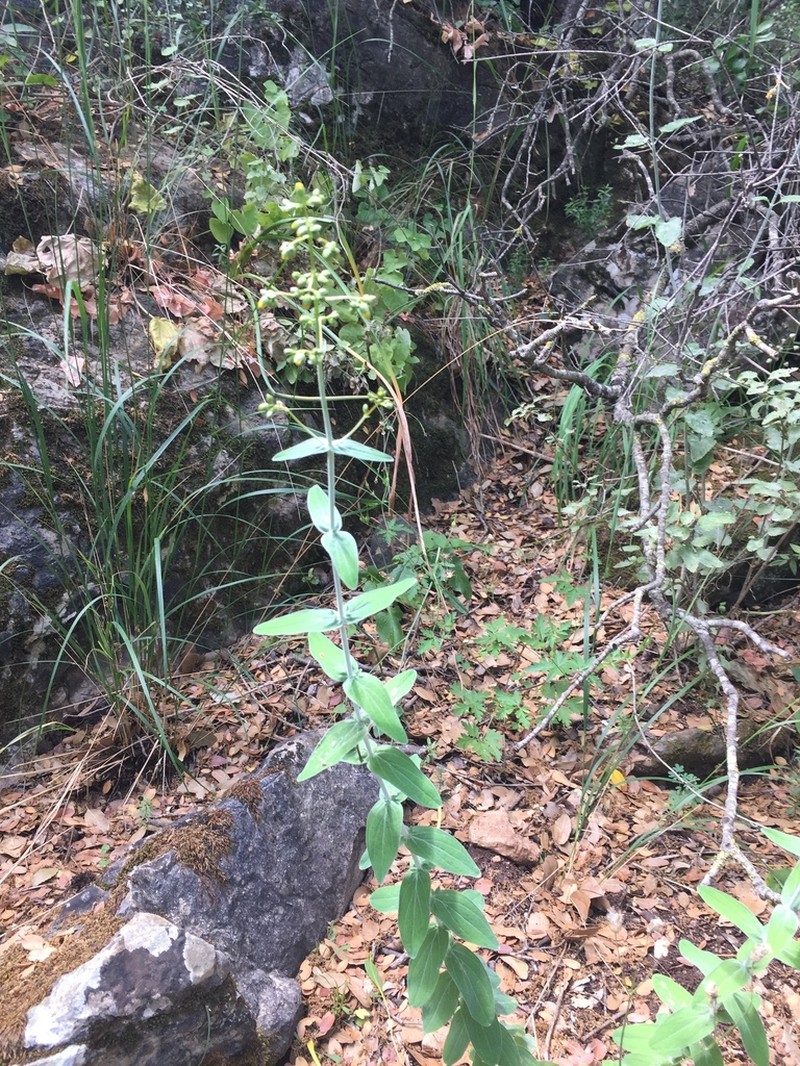 Hypericum lanuginosum photo 7