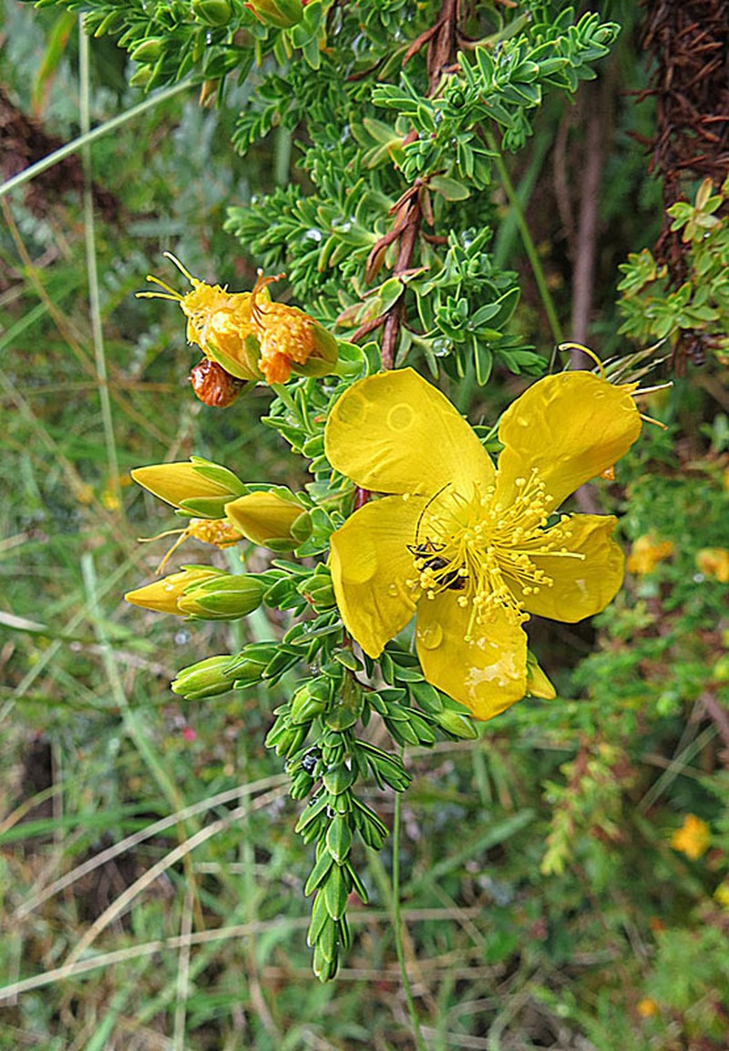 Hypericum laricifolium