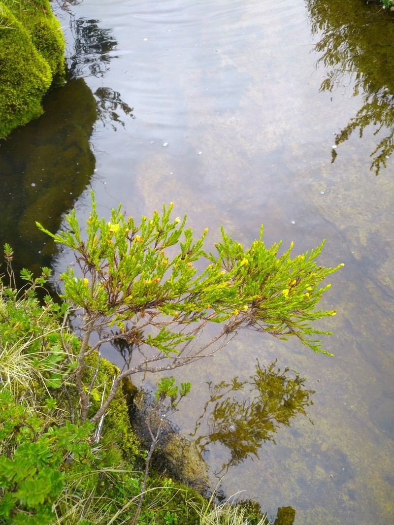 Hypericum laricifolium photo 2