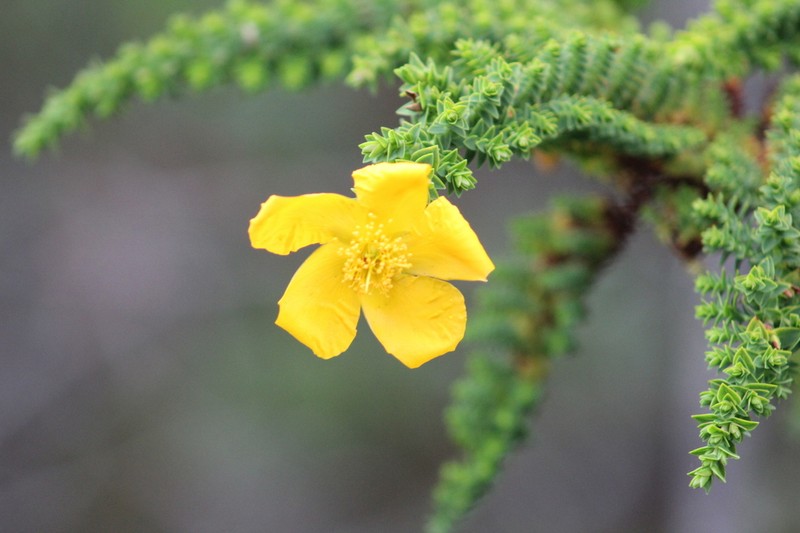 Hypericum laricifolium photo 3