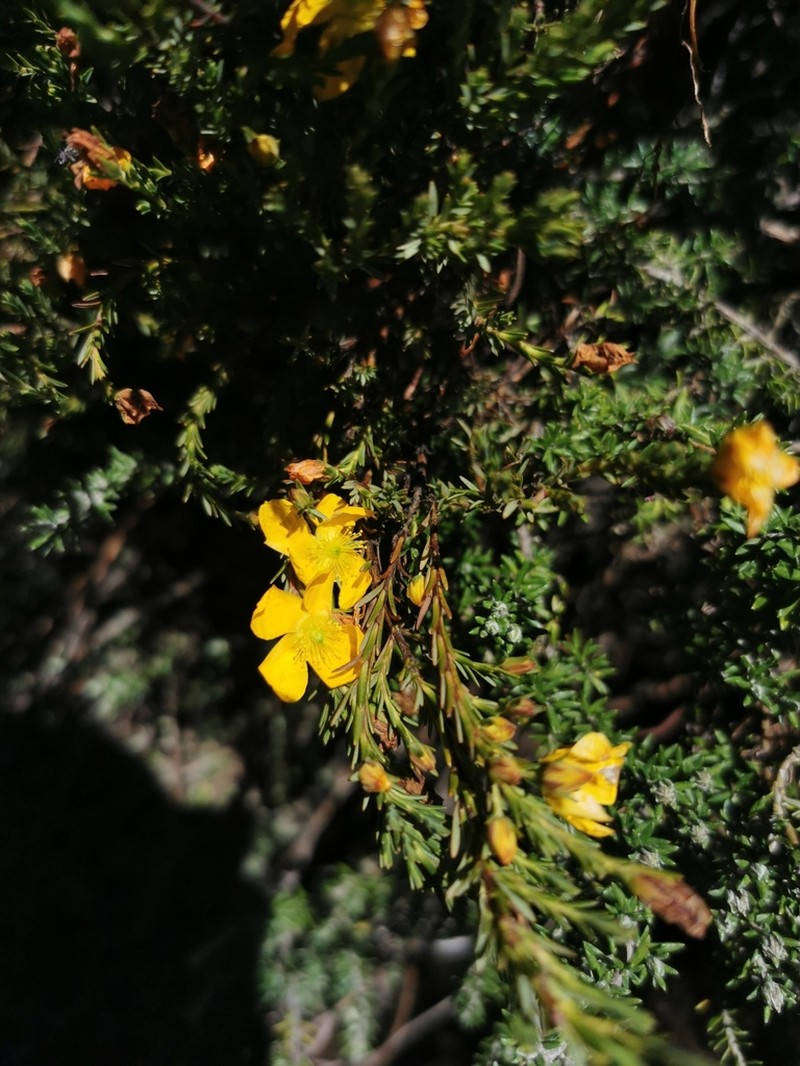 Hypericum laricifolium photo 4