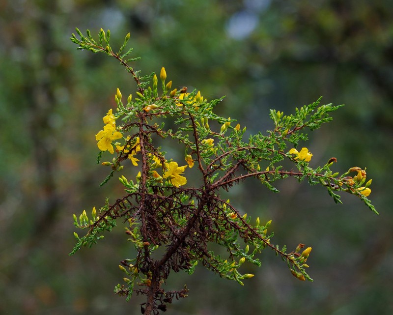 Hypericum laricifolium photo 5