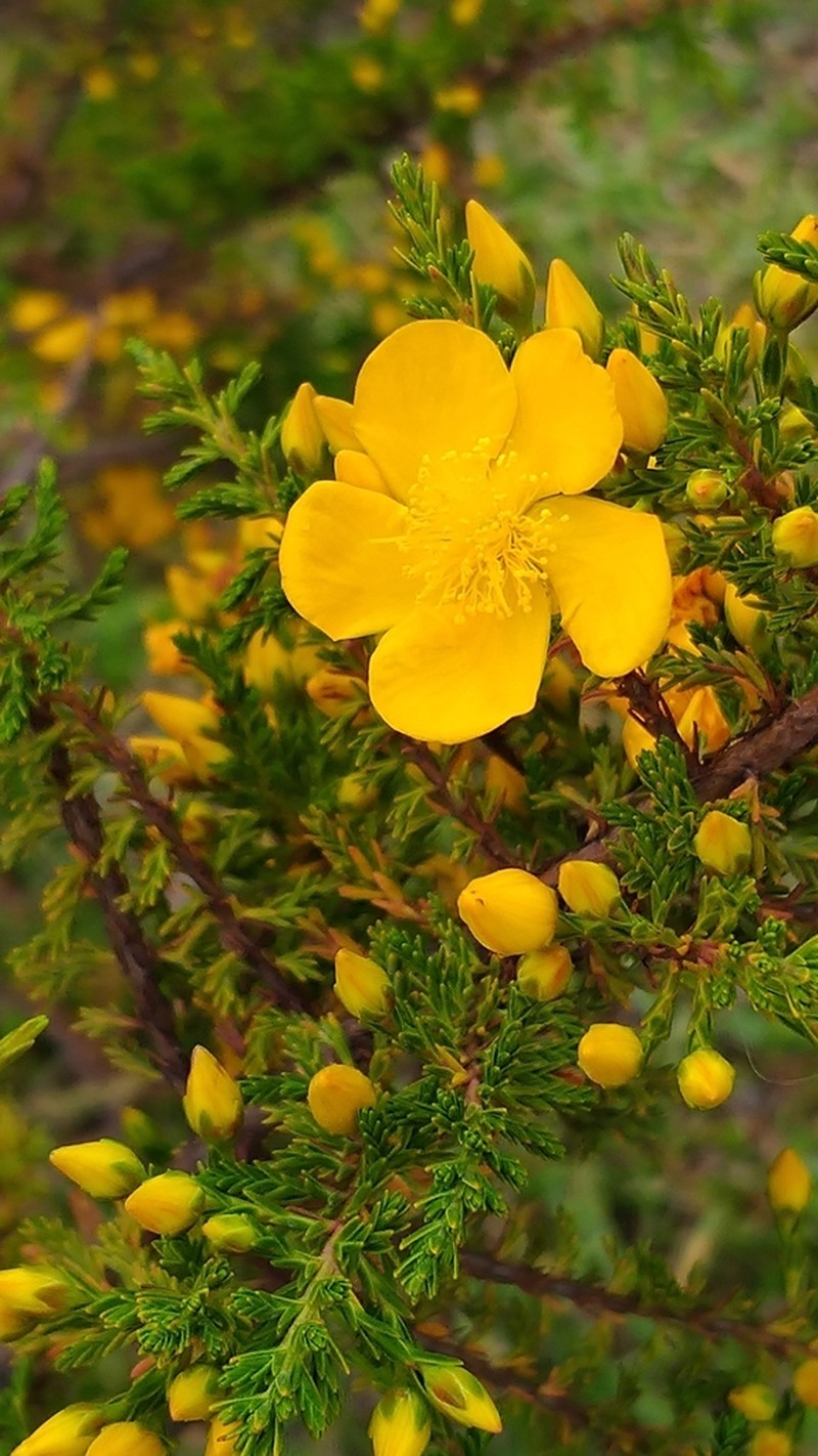 Hypericum laricifolium photo 6