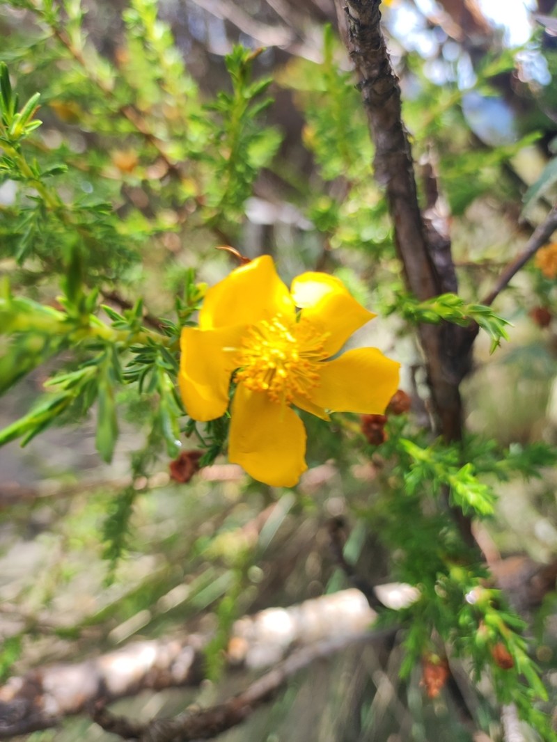 Hypericum laricifolium photo 7