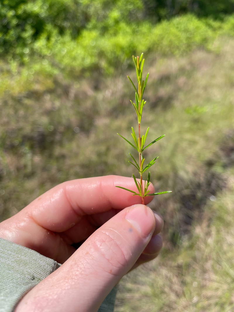 Hypericum legrandii