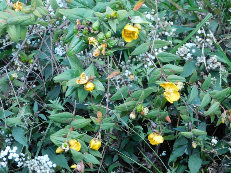 Hypericum leschenaultii photo 2