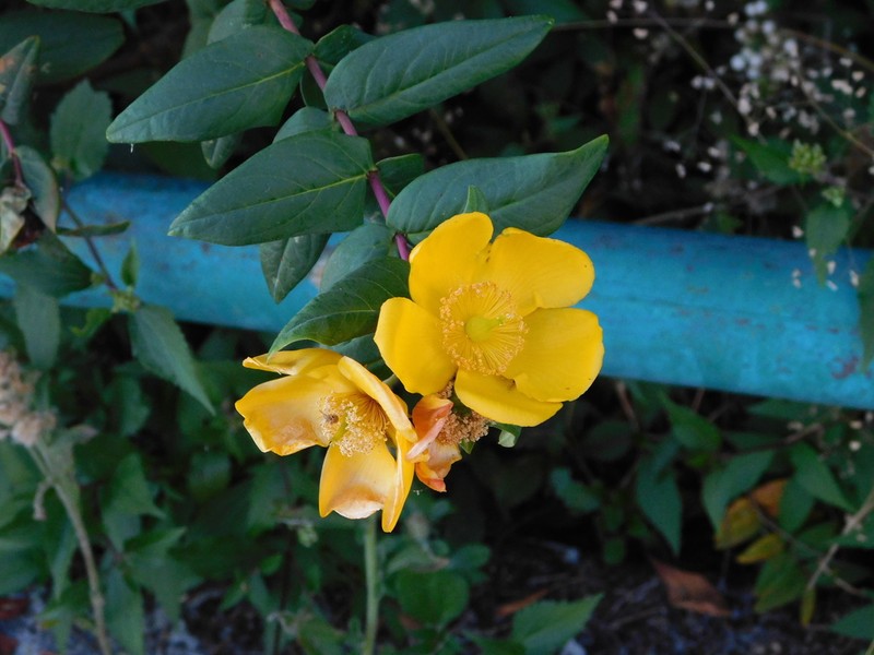 Hypericum leschenaultii photo 3