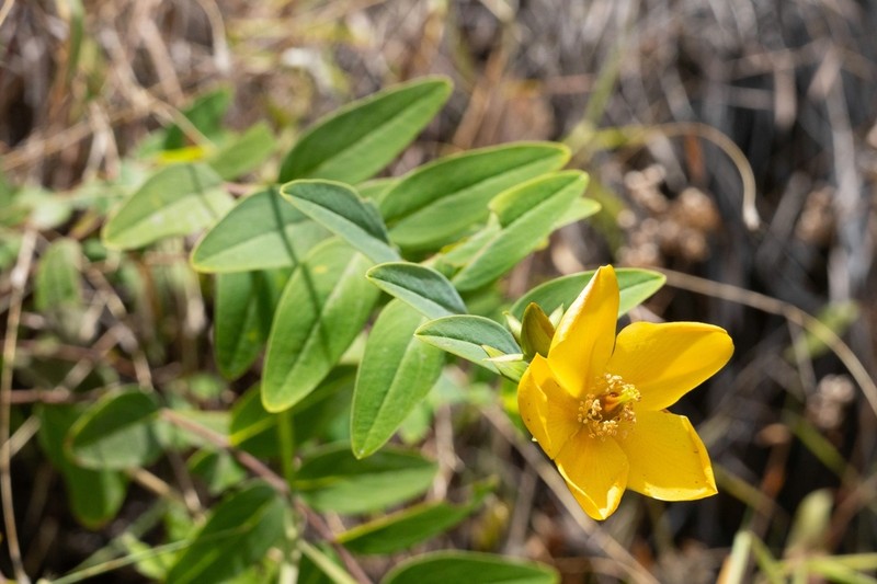 Hypericum leschenaultii photo 4