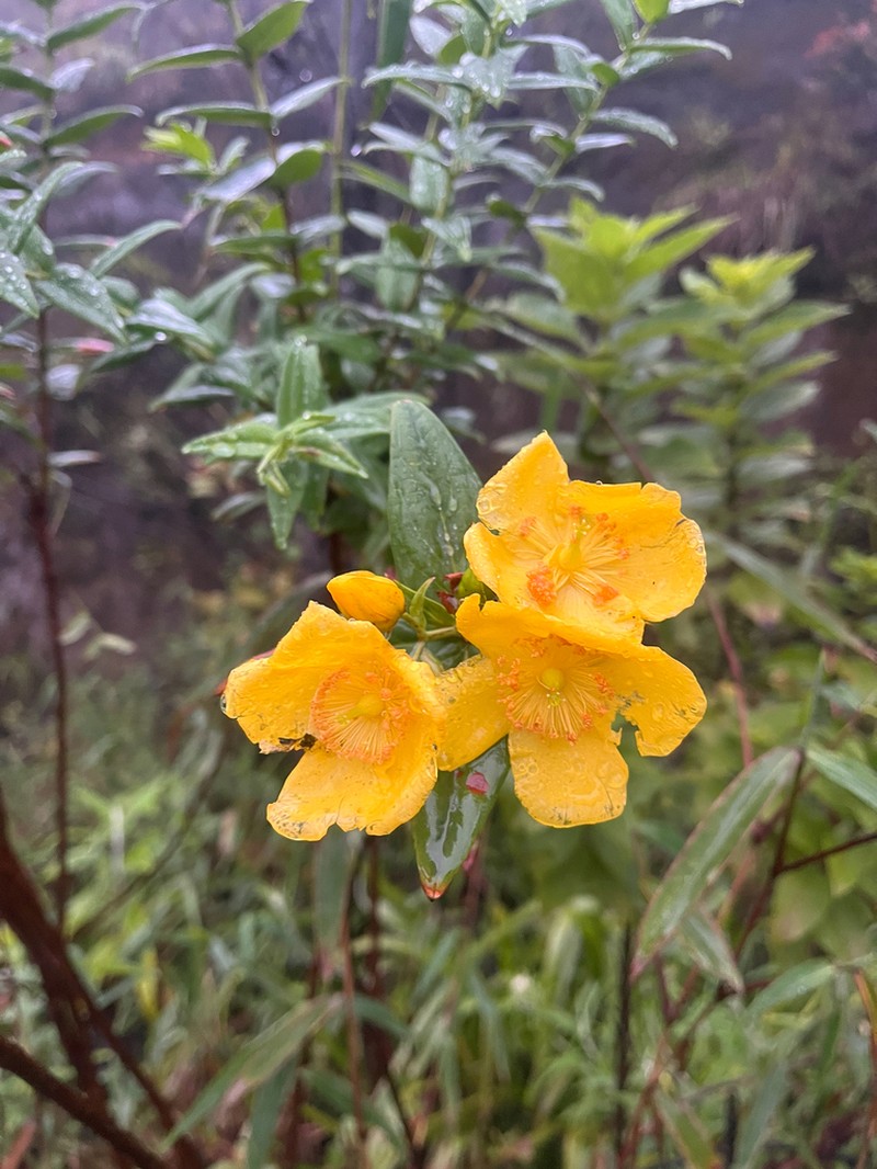 Hypericum leschenaultii photo 6