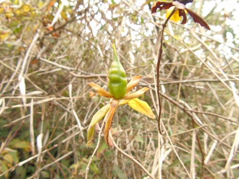 Hypericum leschenaultii photo 7
