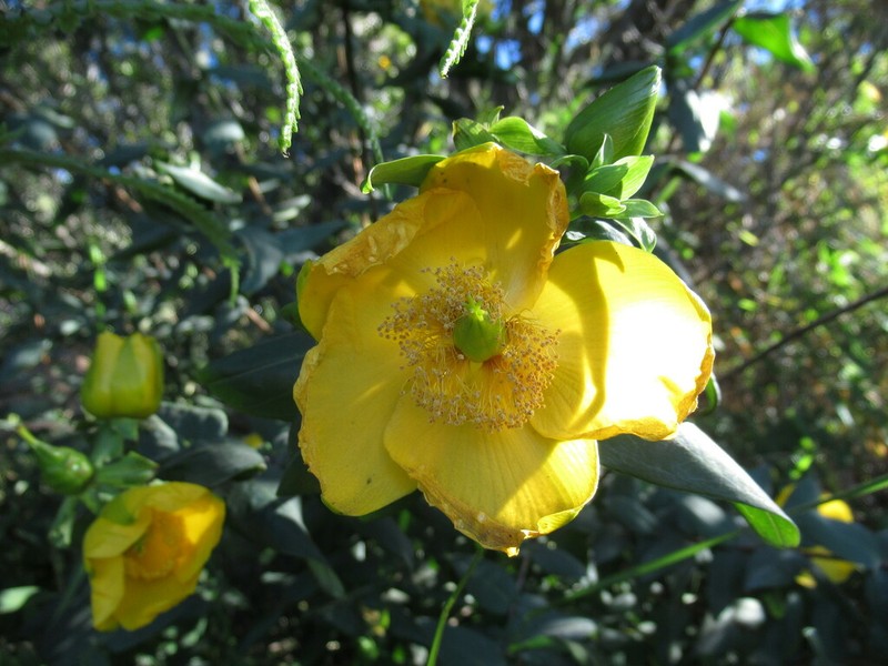 Hypericum leschenaultii photo 8
