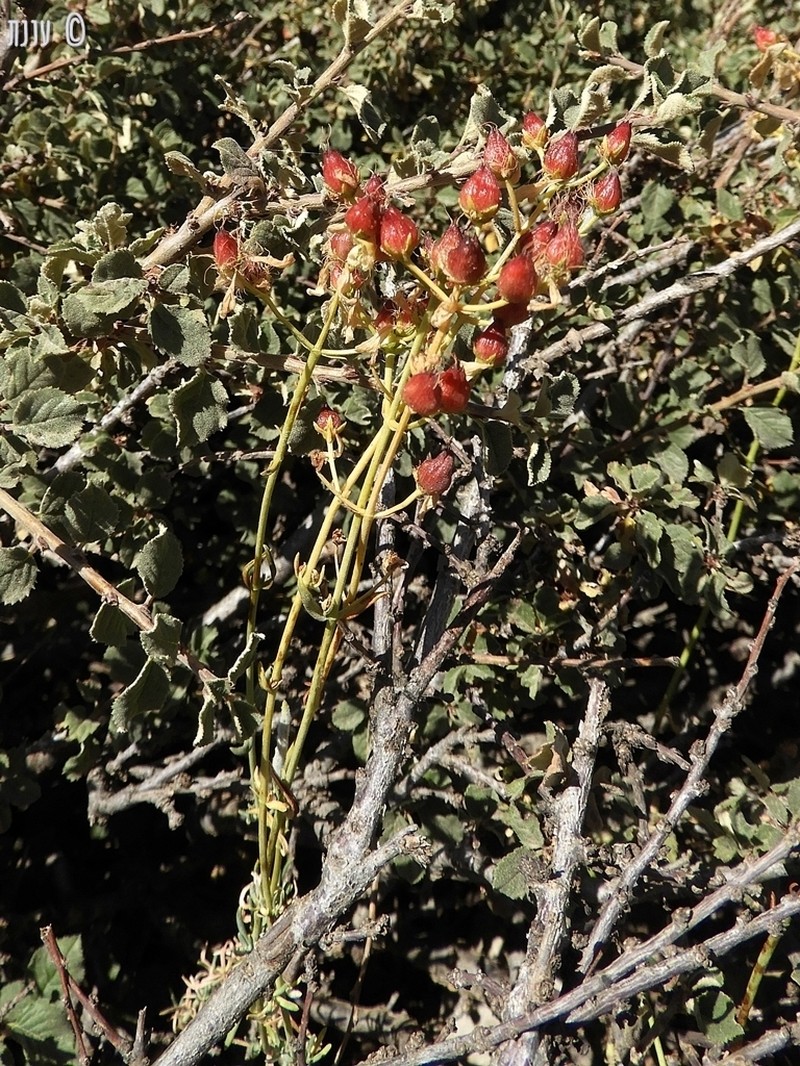 Hypericum libanoticum photo 2